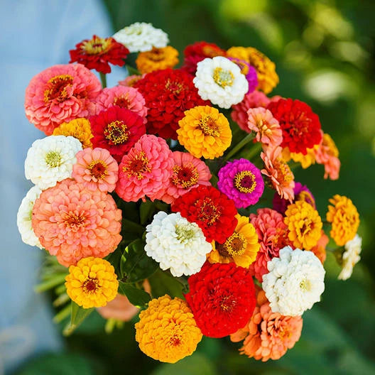 Zinnia Seeds 200 Count Pumila Mix Cut and Come Again for Butterflies and Hummingbirds (Zinnia elegans)