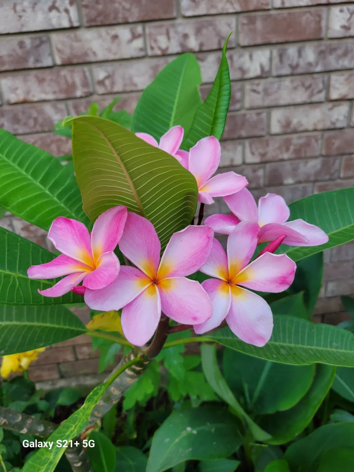 Pink Plumeria Plant - Hawaii Pink Flowers - From Seeds - Frangipani - Live Plant, Tropical Garden Decor