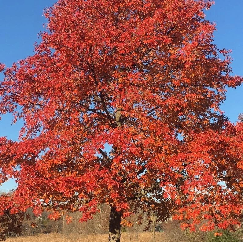 Blackgum Tree Sapling 6-12" Tall 4" Pot Nyssa Sylvatica Hardy Red Fall Foliage Wildlife-Friendly