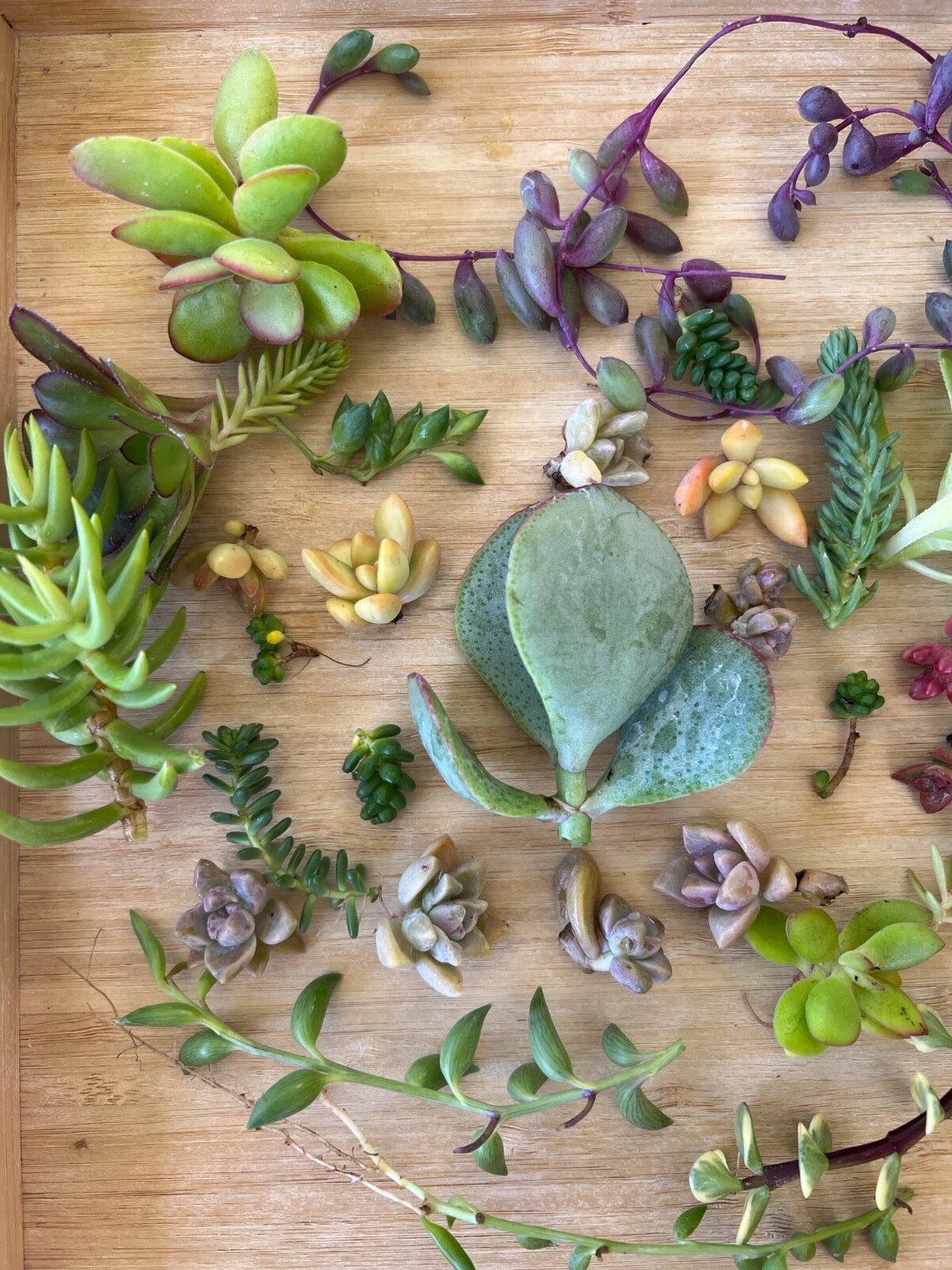long string succulents Cutting Succulents Assorted Box - 3 Types of String Succulents