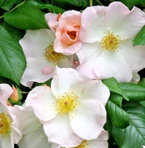 Rose Bush 1-2 Ft White Climbing 'Sally Holmes' Live Plant - Rosa 'Sally Holmes'
