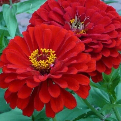Zinnia Flower Seeds 100+ Red Annual Garden Seeds (Zinnia elegans) - Free Shipping