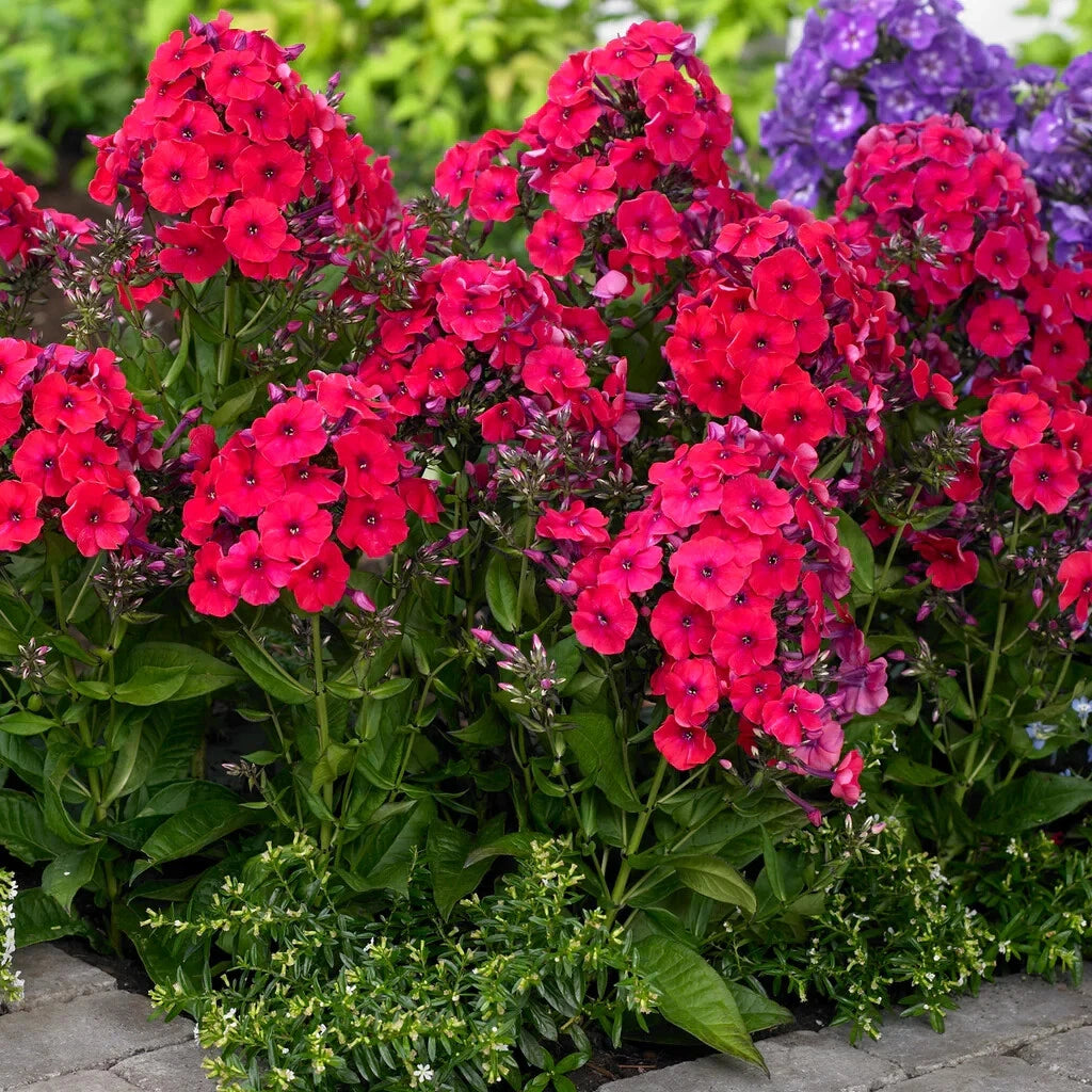 garden phlox seeds Red Riding Hood Phlox Seeds - 100+ Pack for Garden Planting - Phlox  subulata