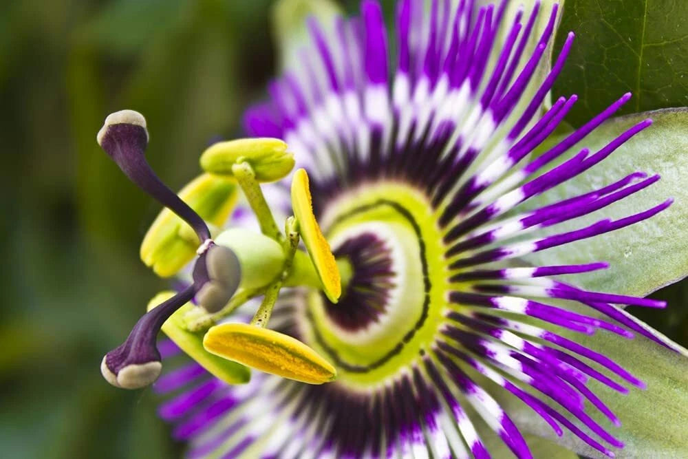 Passion Flower Seeds - 50+ Seeds for Planting - Vine Variety