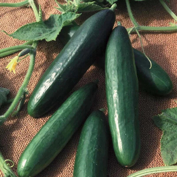 Diva Cucumber Seeds | Hybrid | Non-GMO | AAS Winner | Cucumis sativus