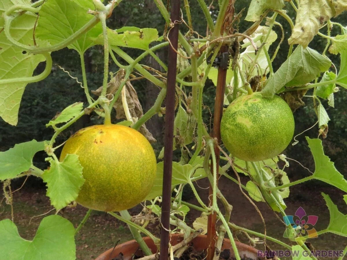 Dosakai Cucumber Seeds - 25+ Pack for Garden Planting - Organic Heirloom Variety - Cucumis sativus