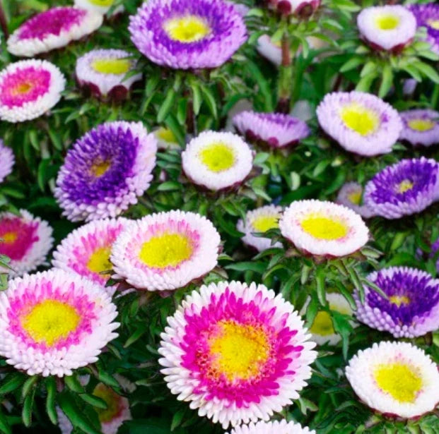 Aster Seeds 200 Count HI-NO-MARU Mix Pompon Non-GMO Annual Pollinator Cut Flowers (Aster spp.)