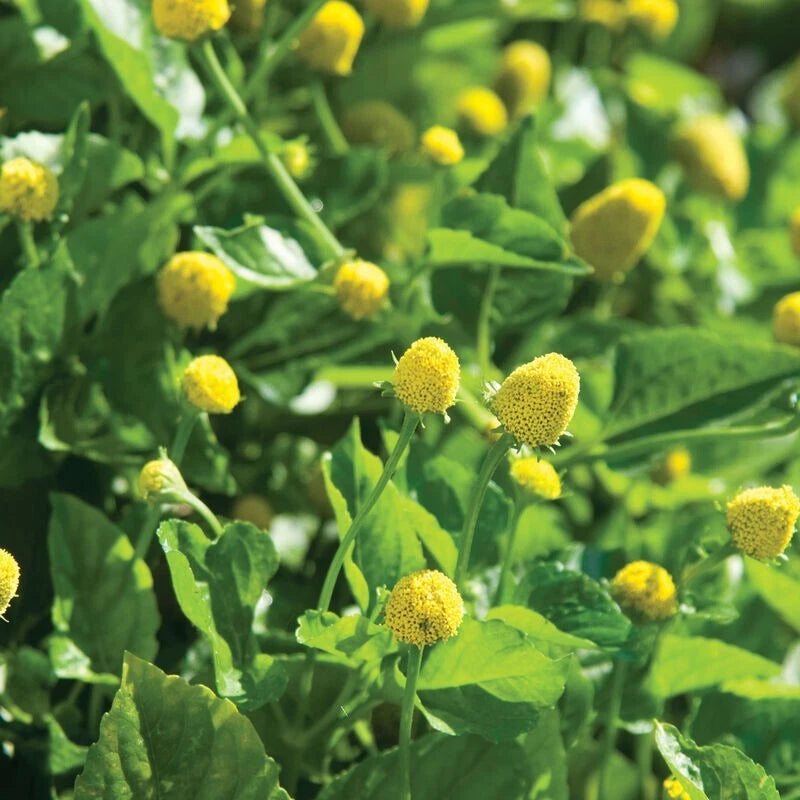 500 Paracress Seeds - Medicinal Herb - Toothache Plant - Spilanthes acmella - Free Shipping