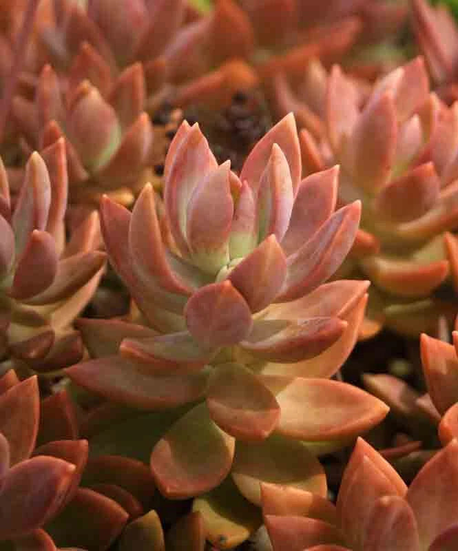 copper glow succulent Graptosedum Copper Glow Plant - 3" Diameter Succulent