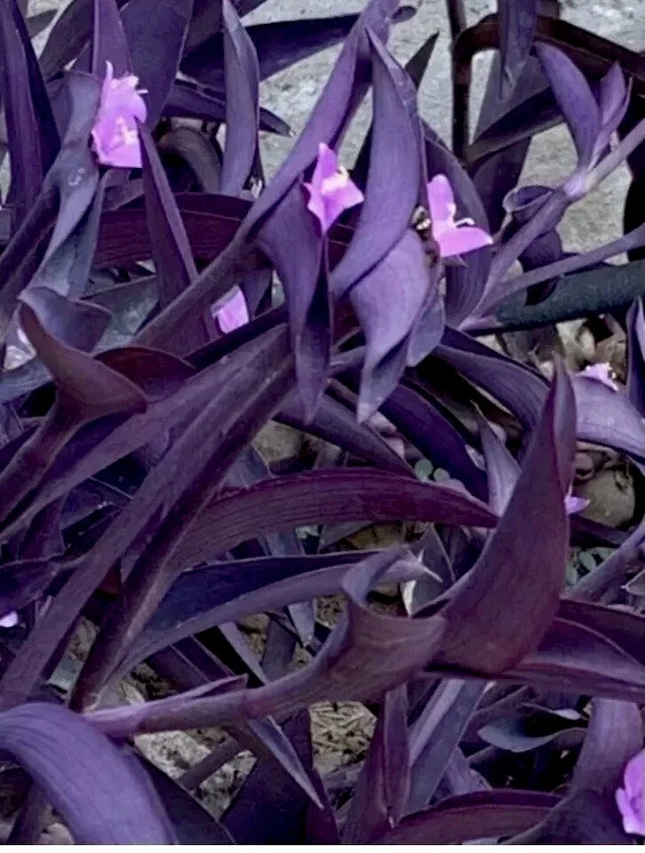 potting mix for wandering jew Purple Wandering Jew Live Plant 4" Pot, 6 Shoots, Tradescantia zebrina – Jayme Garden