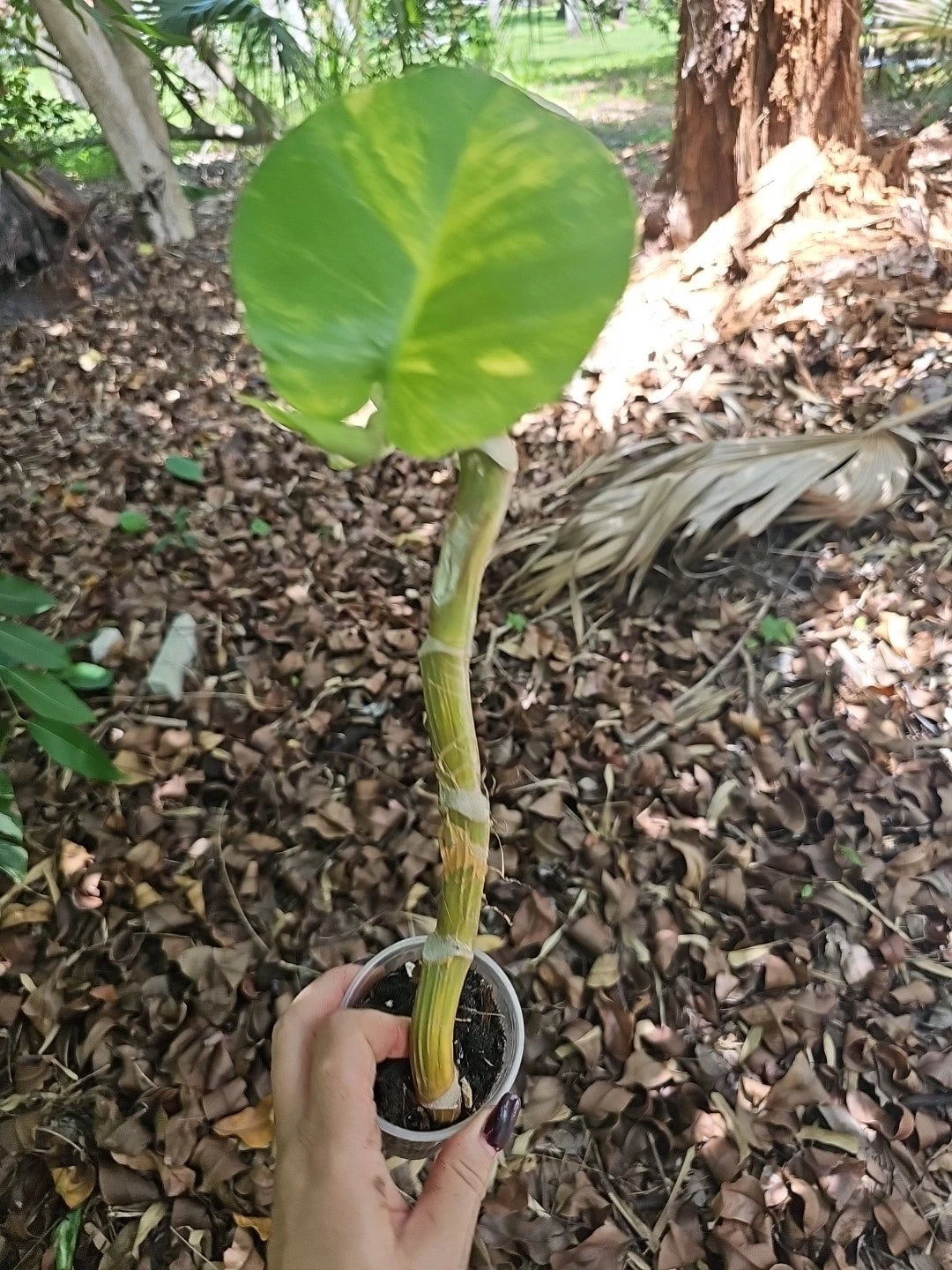 golden pothos climbing Giant Variegated Golden Pothos Plant - Climbing Hawaiian