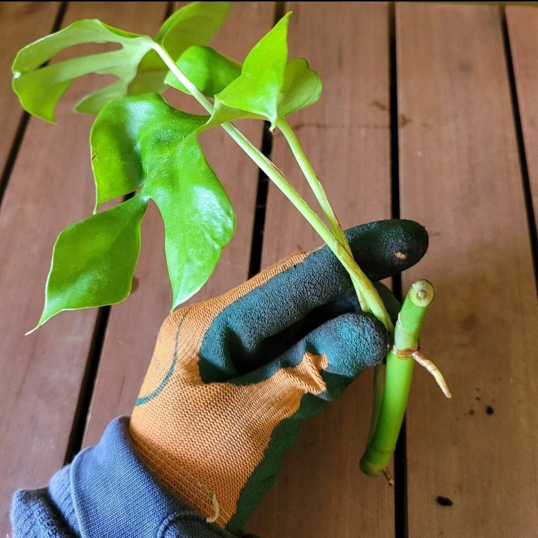 Monstera Minima Rooted Cutting, Air-Purifying Live Indoor Plant, Monstera  adansonii – Jayme Garden