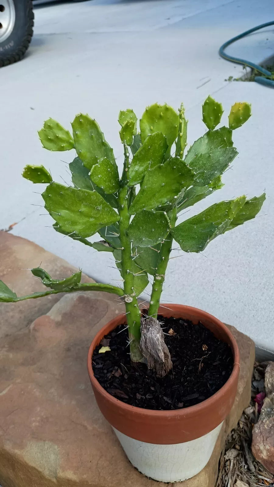 Brazilian Prickly Pear Cactus with Roots - 6-8 Inches - Opuntia spp. - Live Plant for Gardening, Indoor/Outdoor Decor