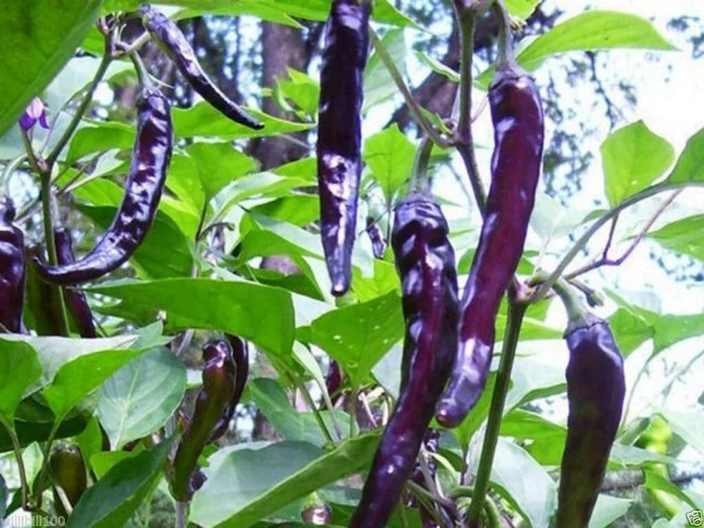Cayenne Purple Hot Pepper Seeds, NON-GMO, Multiple Sizes Available, Capsicum annuum
