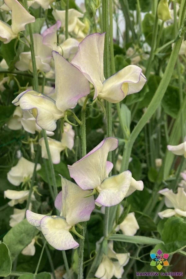 Sweet Pea Seeds - 50+ Cream Variety - Ideal for Garden Planting - Lathyrus odoratus - USA