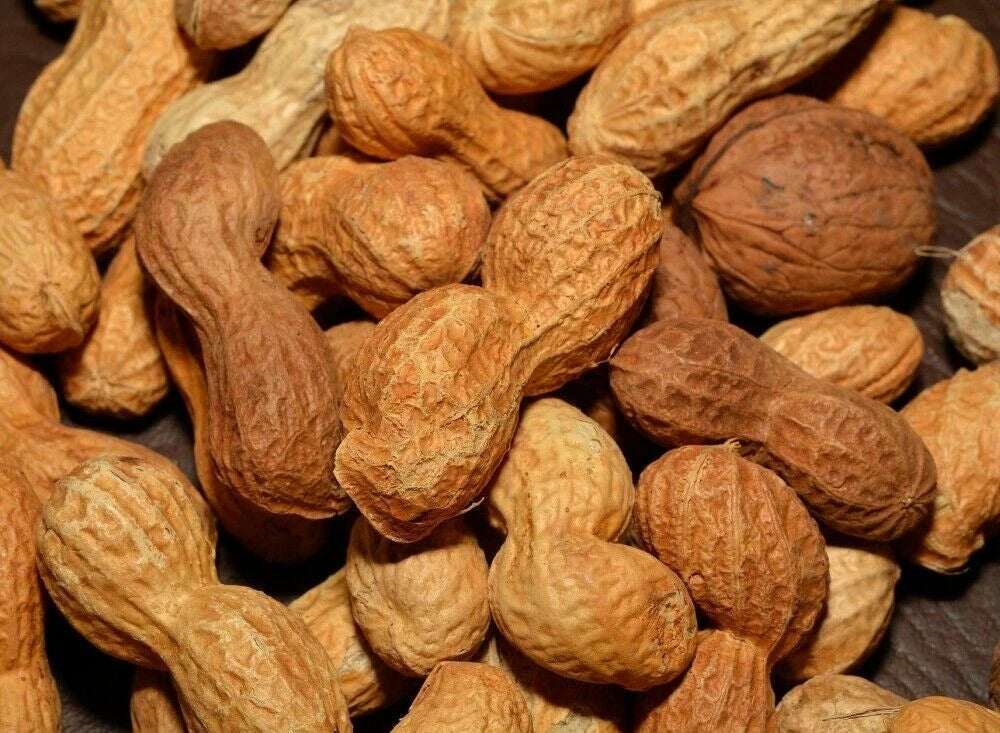 Georgia Peanut Seeds 15+ Count - Fresh Peanut Seeds for Planting