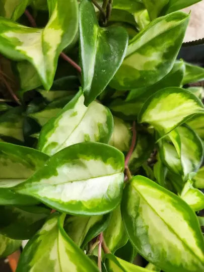 Hoya Rubra Krimson Princess Plant | Variegated Wax Vining House Plant | Blooming Indoor Greenery | Hoya carnosa