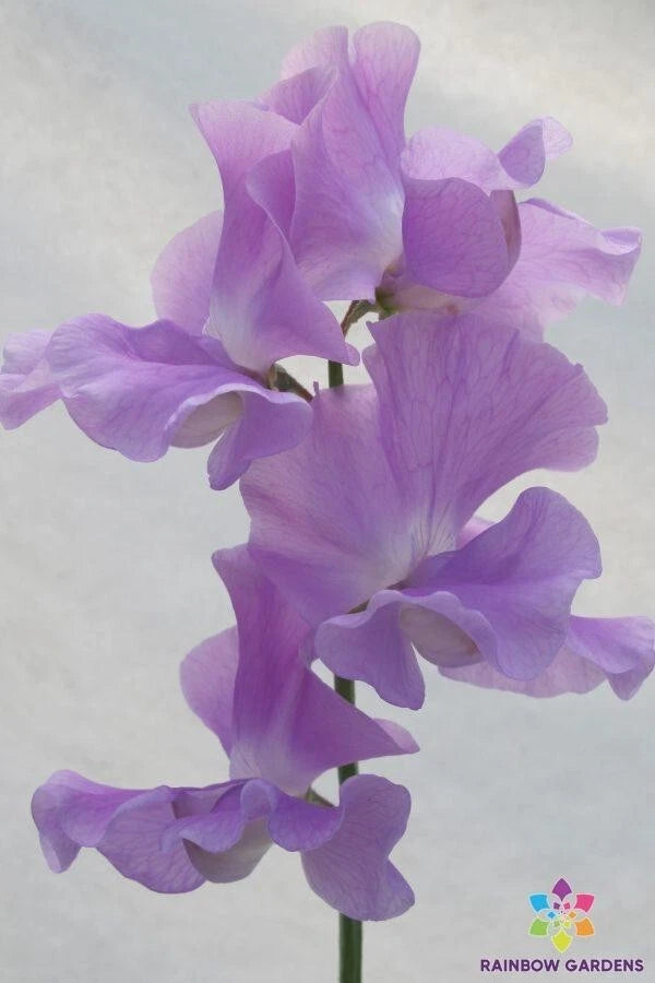 Lady Penny Sweet Pea Seeds - 50+ Count - Heirloom Variety - Lathyrus odoratus - USA Grown