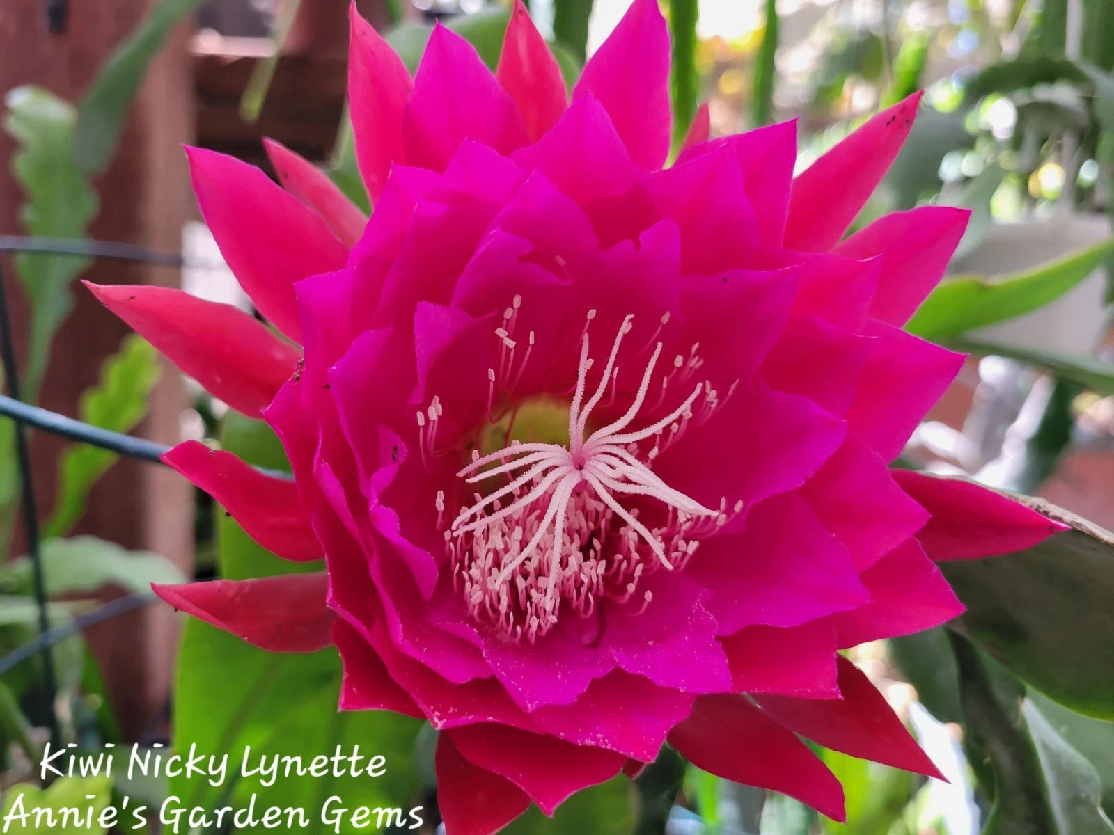 kiwi succulent propagation Kiwi Nicky Lynette Epiphyllum Unrooted Cuttings - 8 to 10 Inches Long