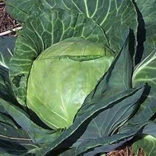 Late Flat Dutch Cabbage Seeds - 200+ Heirloom Non-GMO - Fresh Cabbage Seeds (Brassica oleracea)