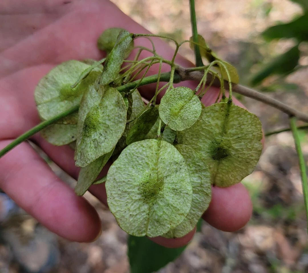 Common Hoptree Seeds | 5 Pack | Ptelea trifoliata | Florida Native Wafer Ash Tree