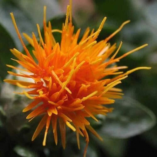 planting safflower seeds Safflower Seeds 300 ct Yellow Orange Flower Carthamus Tinctorius Plant –  Jayme Garden