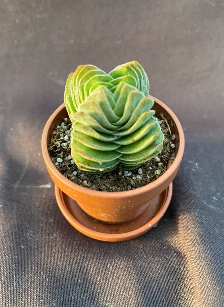 Crassula Buddha's Temple Tiny Rooted Plant in 1" Pot with Saucer - Succulent  Houseplant, Perfect for Home Decor  Jayme Garden