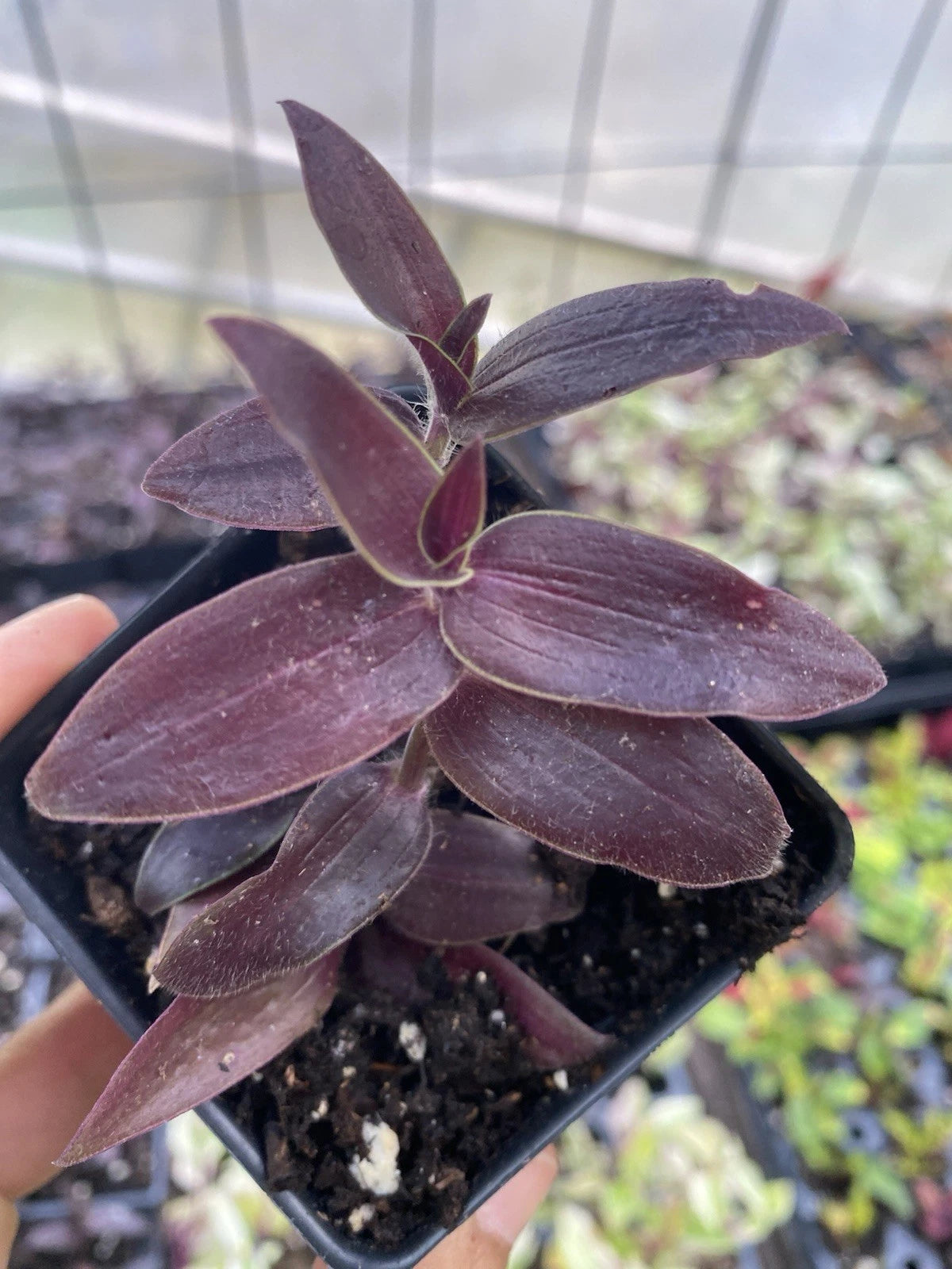 purple leaf indoor plant Dark Desire Wandering Dude Plant, 3” Pot, Rare Tradescantia, Live Hous – Jayme Garden