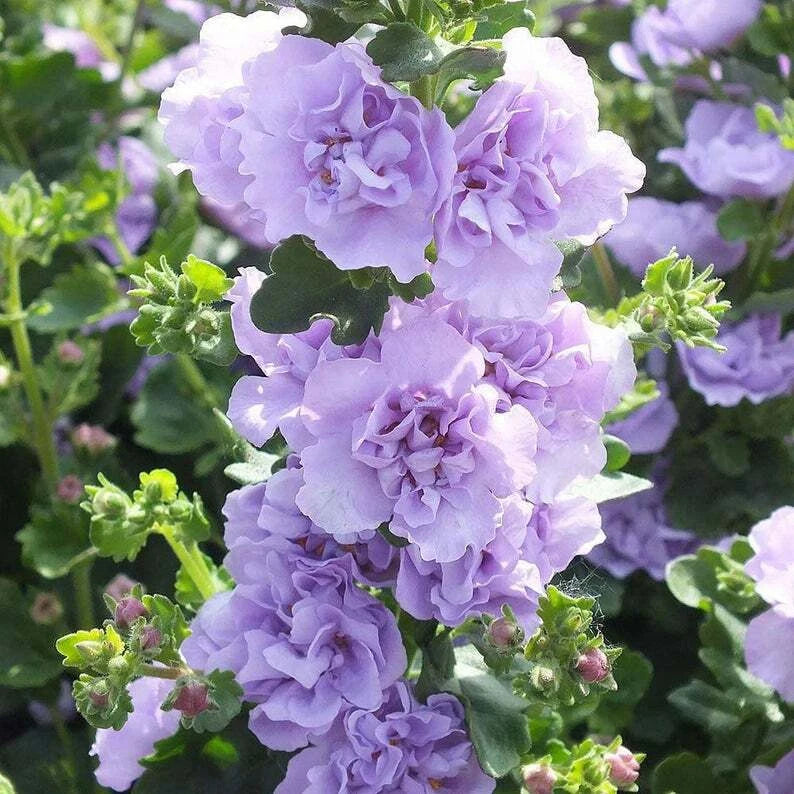 Bacopa Hollyhock Seeds - 25 Perennial Flower Seeds for Garden - Sutera cordata - Blue Blooming Plants - US Seller