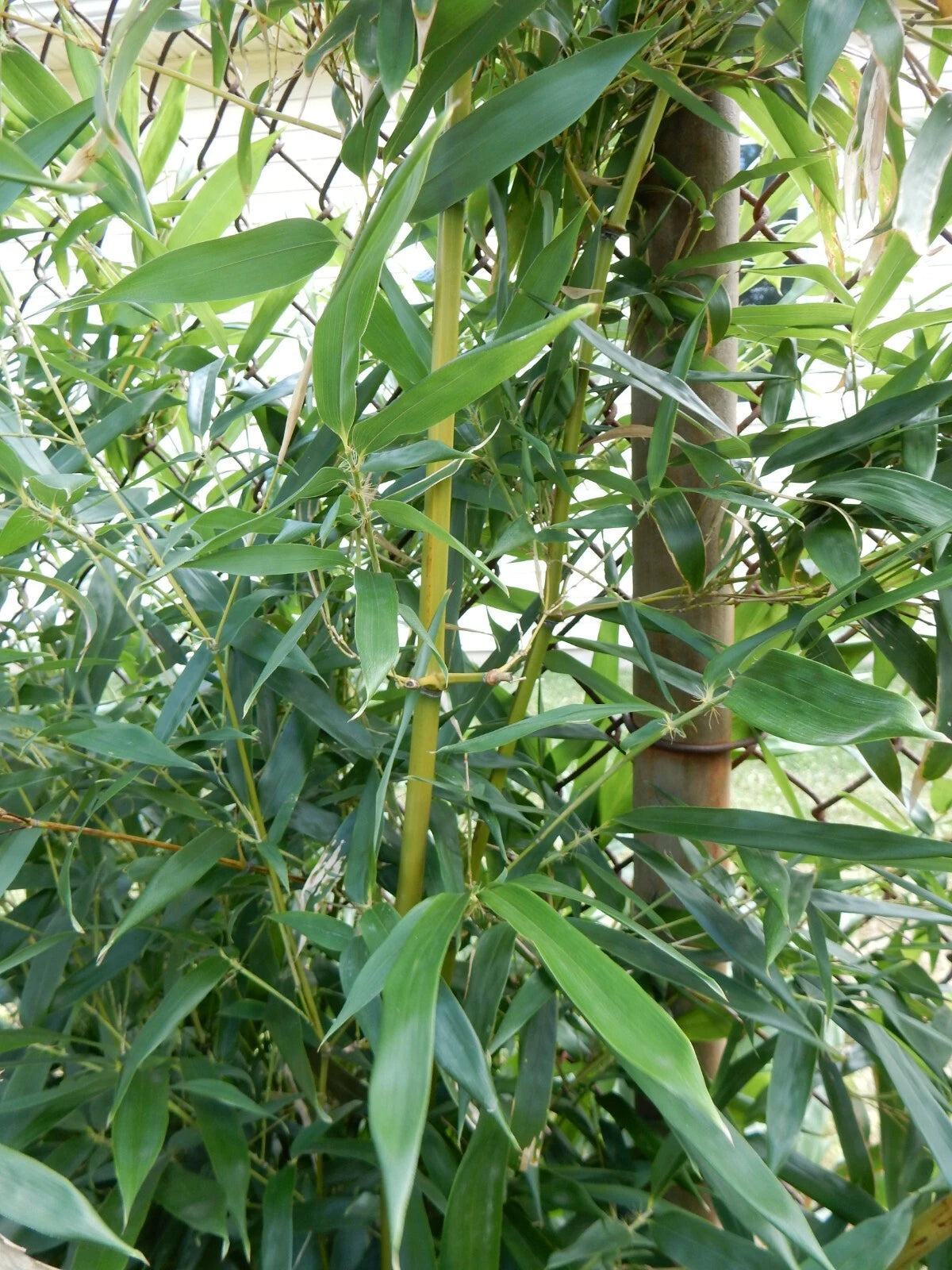 Fargesia Robusta 