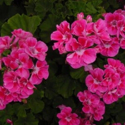 Bright Pink Geranium Seeds for Hanging Baskets - Perennial Flower, Pelargonium spp. - Pack of 10 Seeds