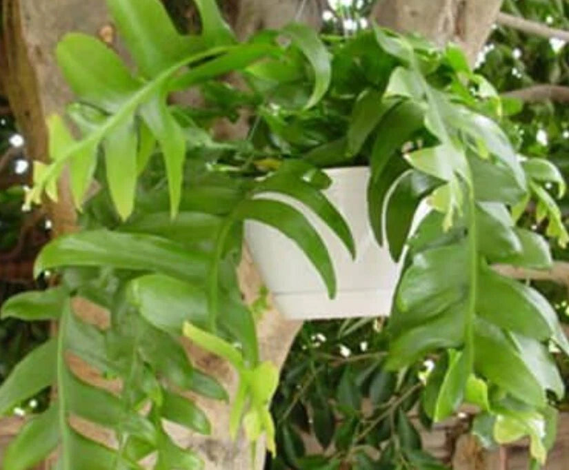 succulent fern Shark's Tooth Fern Cactus Live Plant Rooted Cuttings Selenicereus chrysocardium Succulent Houseplant Decor – Jayme Garden