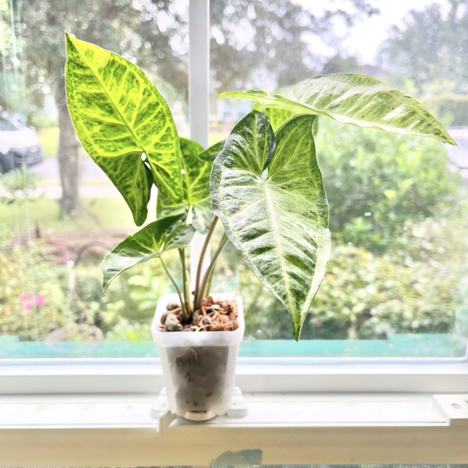 indoor syngonium plant Syngonium Batik Plant - Potted Rooted - Indoor Houseplant