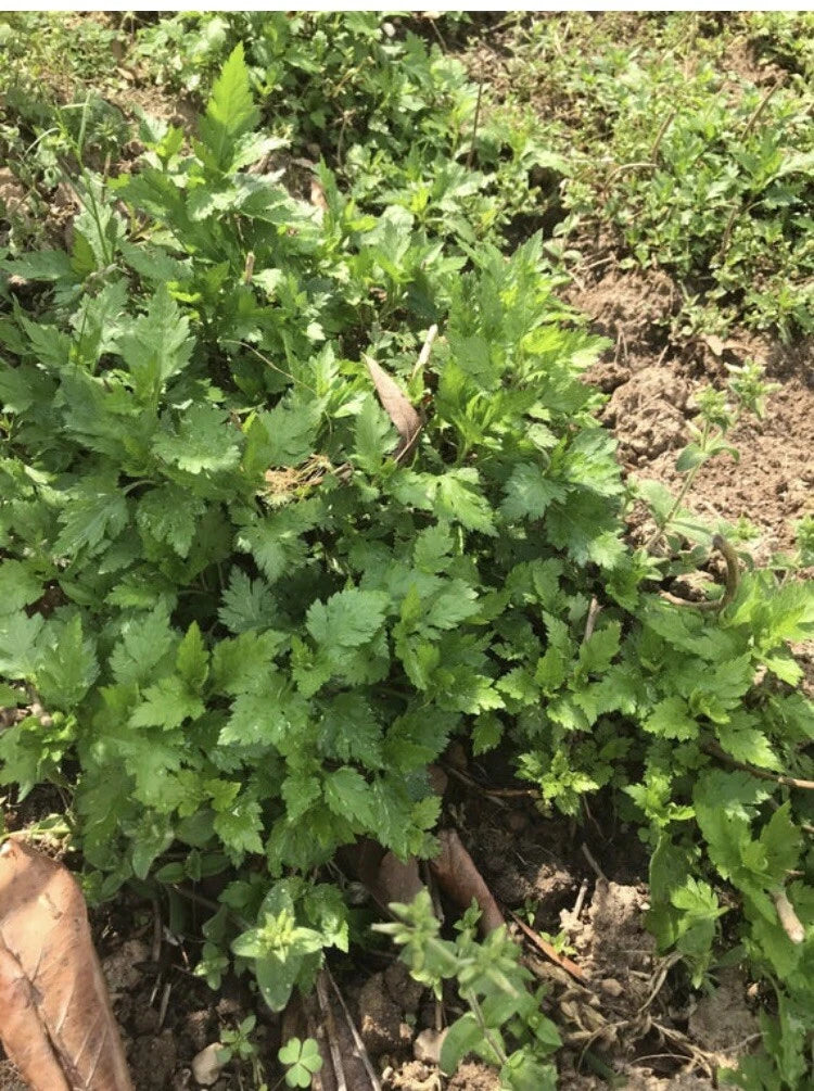 Bare Root Chrysanthemum Indicum Plants - 10 Pack, Colorful Blooms, Perfect for Gardens and Landscapes