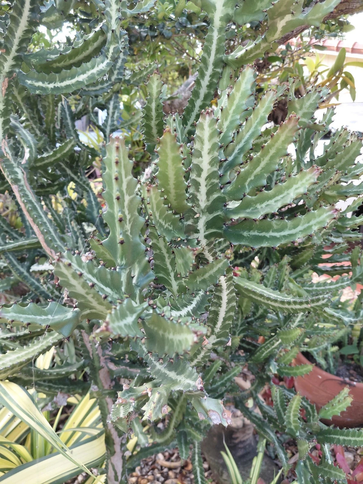 Large Dragon Bones Cactus Plant - Rooted Euphorbia Lactea Candelabra Milk Stripe Variety