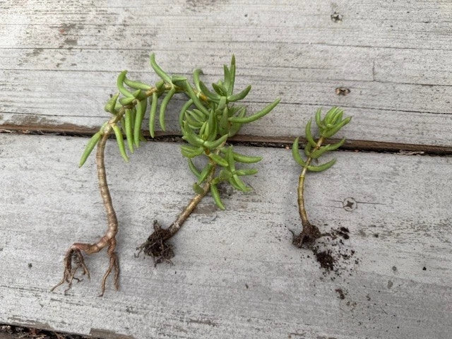 succulent pine tree Pine Tree Succulent Cuttings 3-Pack with Roots - Cactus Variety
