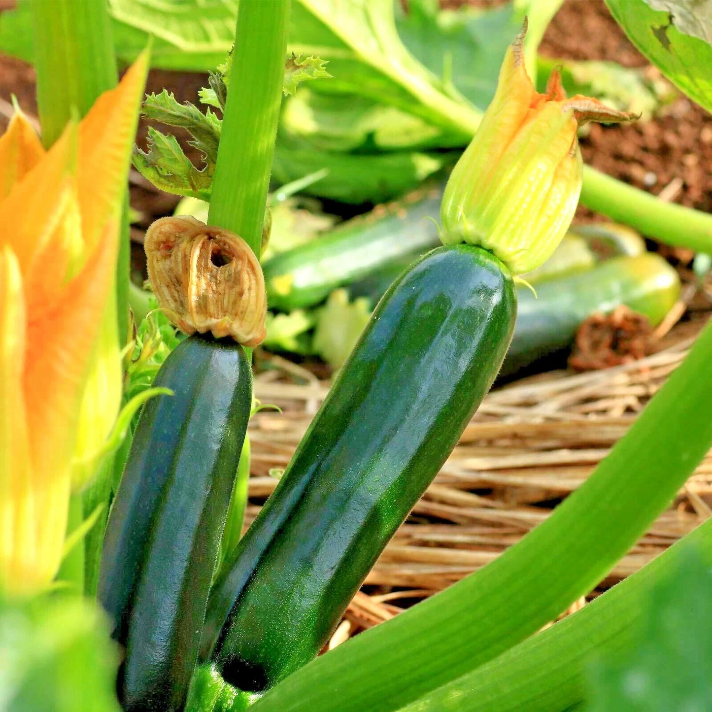 30+ Organic Heirloom Zucchini Seeds - Black Beauty Summer Squash for Garden & Container - Cucurbita pepo