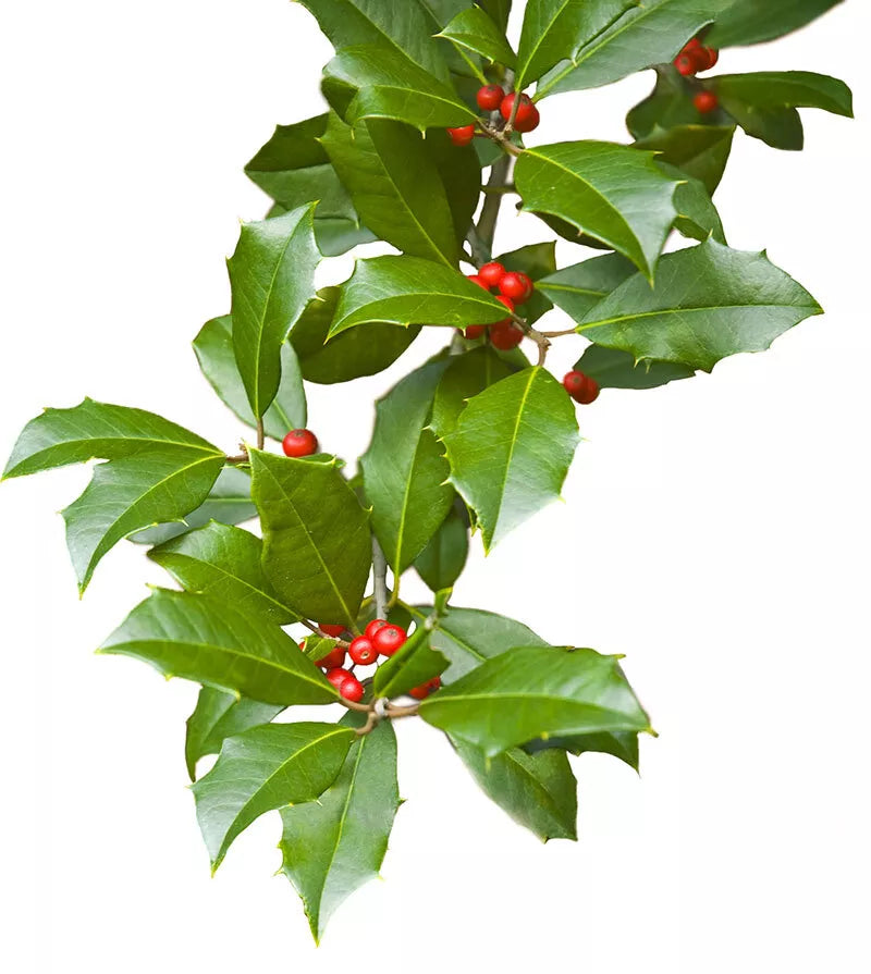 20 Thin Cuttings Scions American Holly Ilex opaca Hardy Native Shrub Tree for Screening