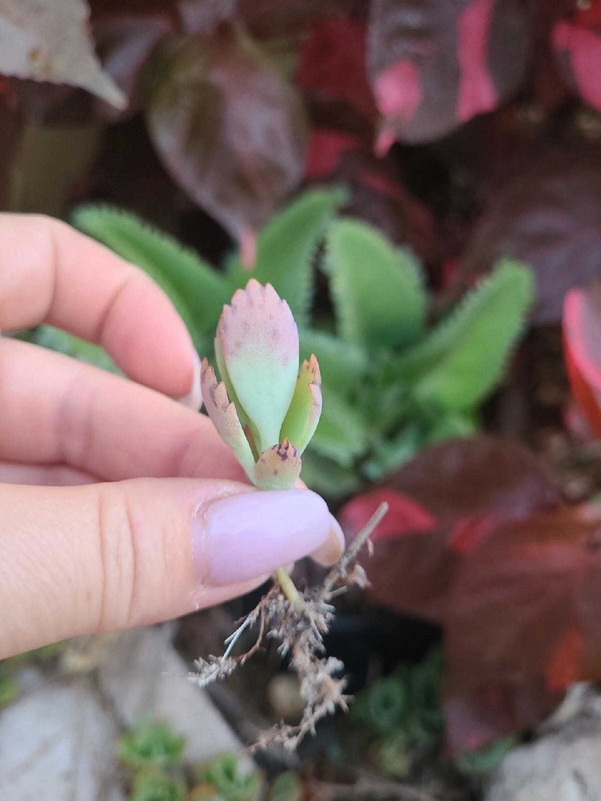 3 mother of thousands kalanchoe daigremontiana mexican hat plant succulent Mother of Thousands Kalanchoe Succulent Plant - 5 Pack