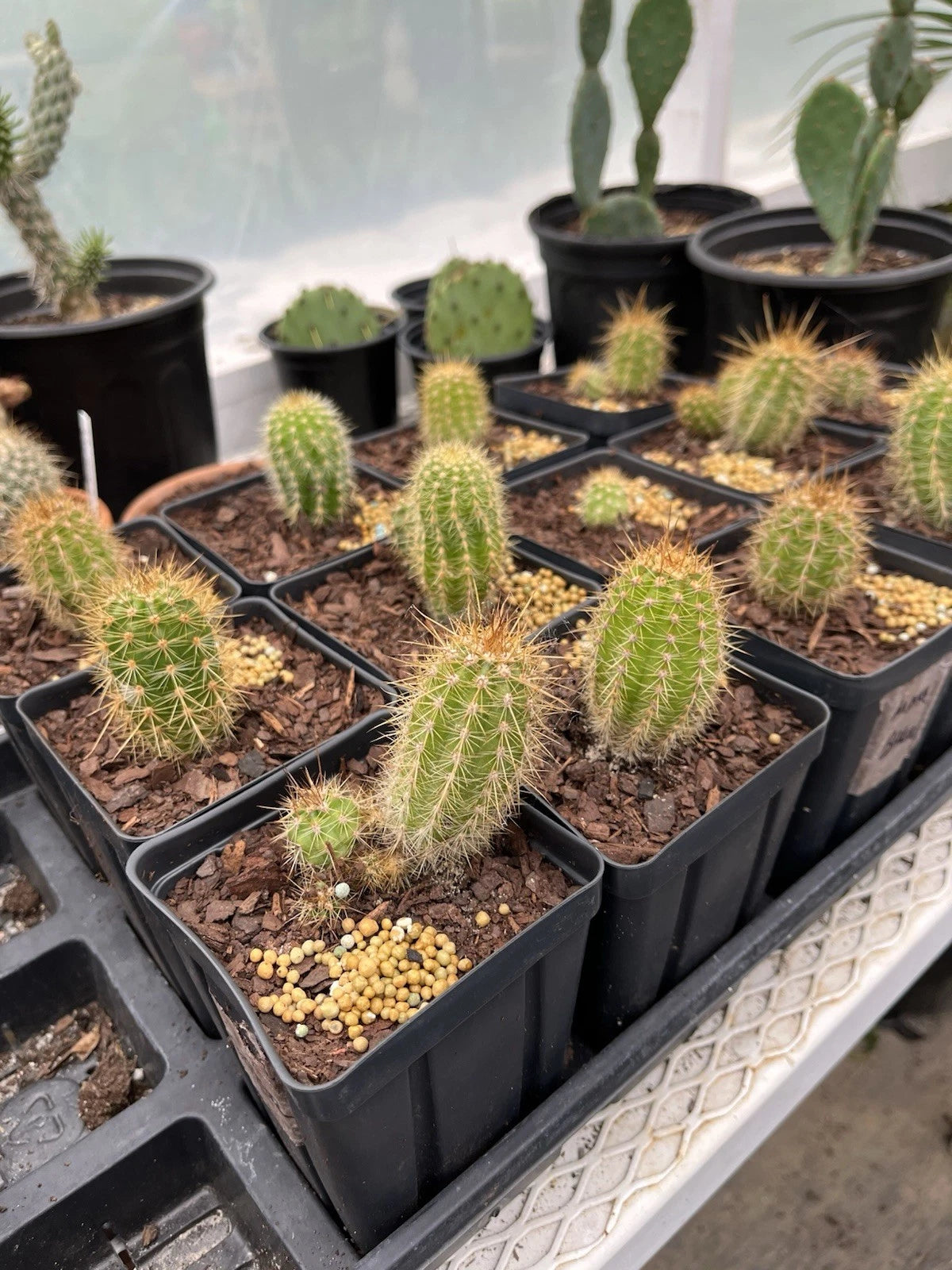 hybrid succulent plants Tricho Hybrid Succulent Plant 4” Pot | Unique Varieties | Easy Care