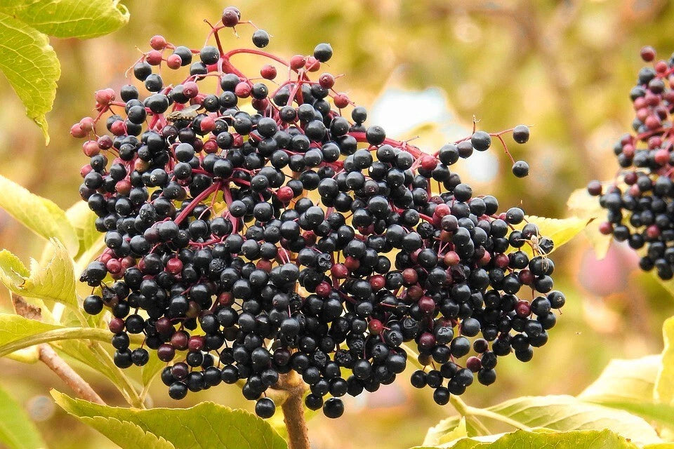 American Elderberry Seeds, 50 Count, Sambucus canadensis, Organic Elderberry Seeds for Gardening and Landscaping