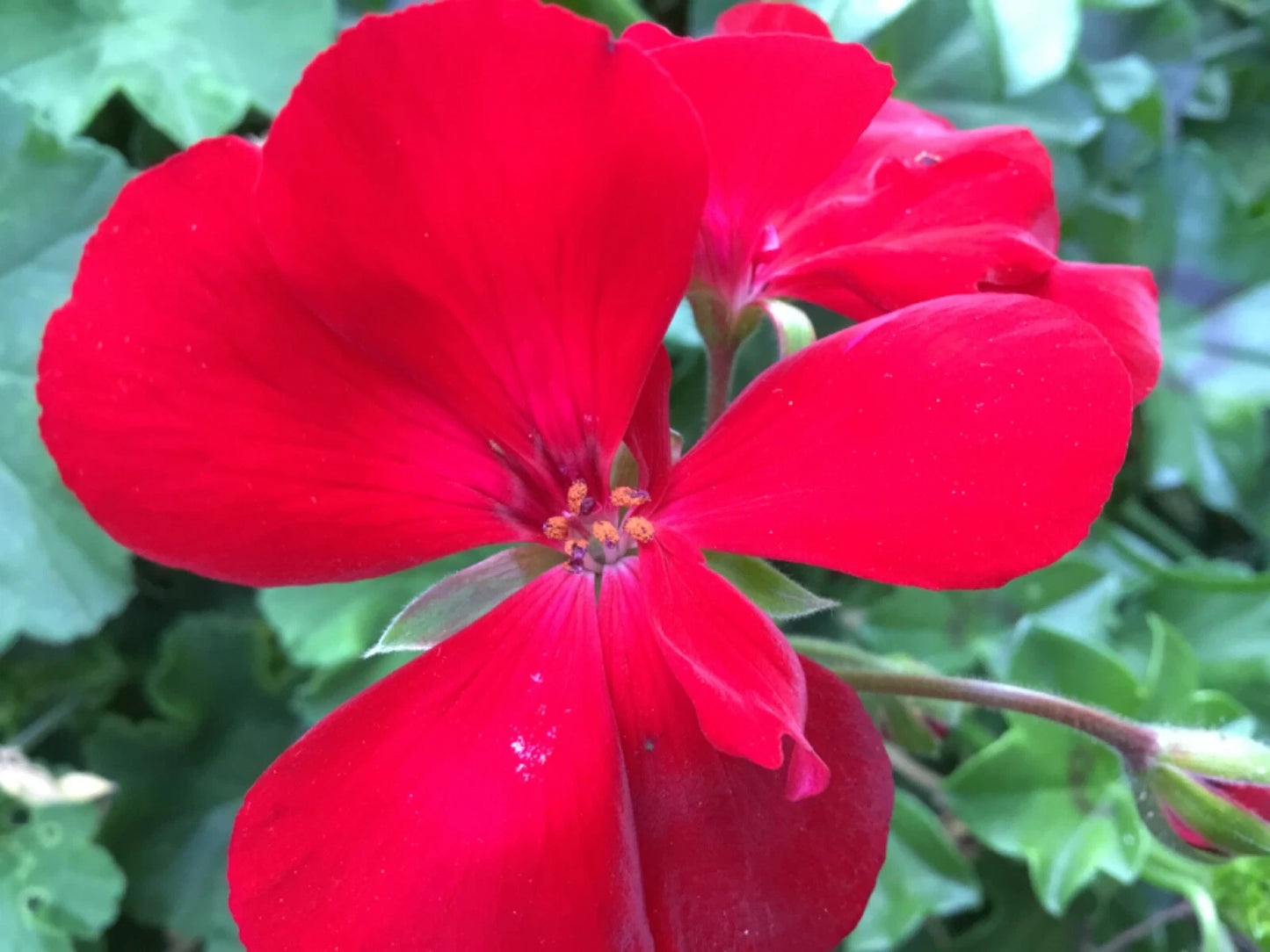 Ivy Zonal Geranium Cuttings 3 Deep Velvet Red Pelargonium