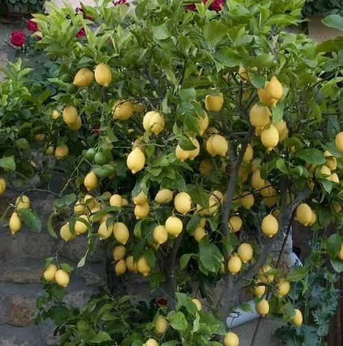 Live Lemon Tree Seedling 4 Inches - Eureka Variety - Citrus limon - Gr   Jayme Garden
