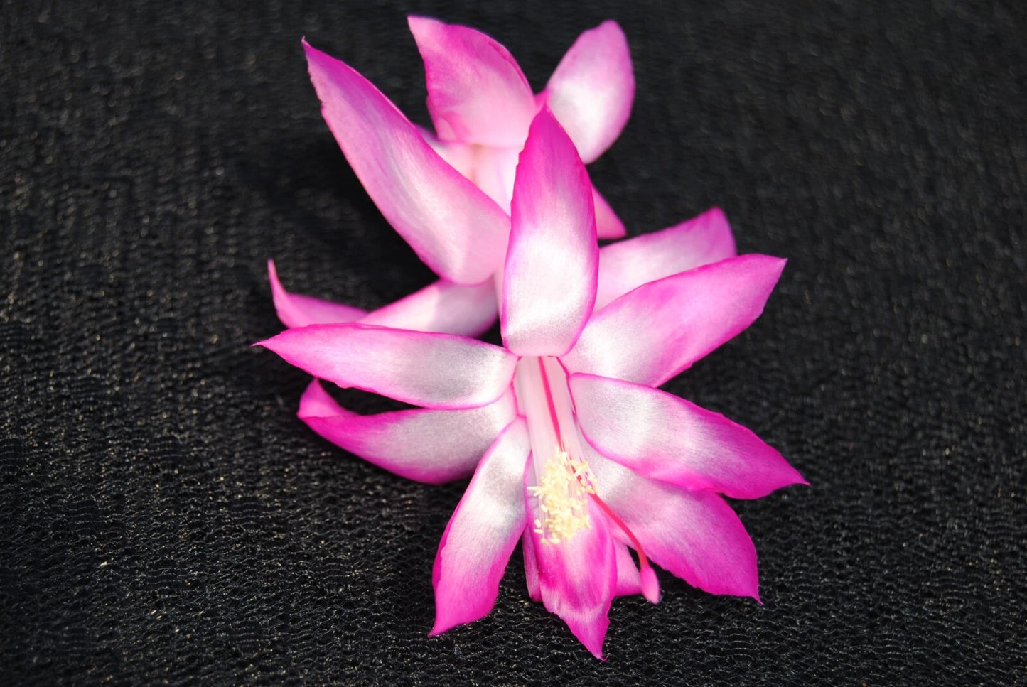 Christmas Cactus Starter Plant - Electra - Schlumbergera Truncata - Healthy Well-Rooted Small Plant for Home Decor