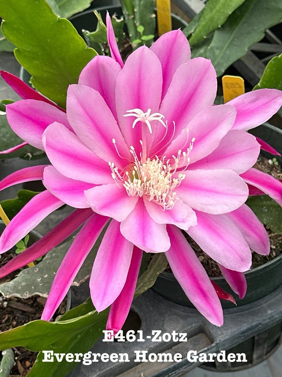 Epiphyllum Orchid Cactus 