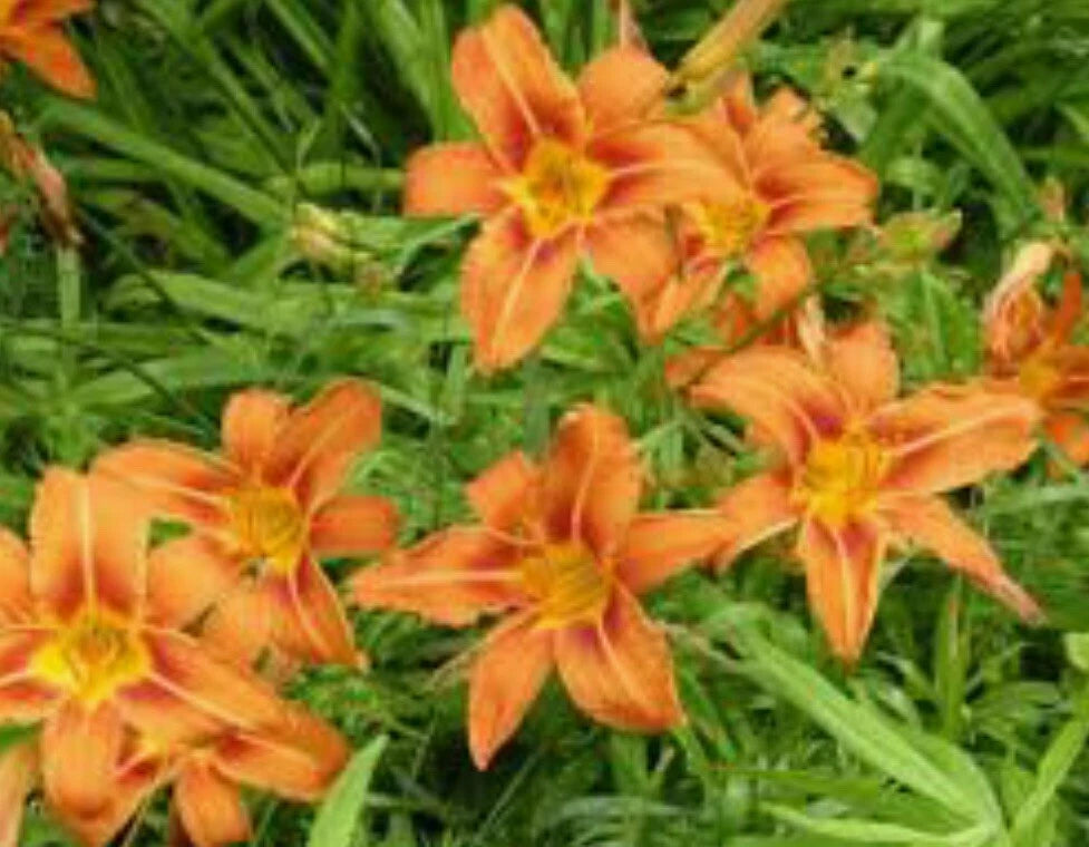 Orange Daylily Bulbs - 10 Pack - Tawny Day Lily Wildflower - Hemerocallis fulva