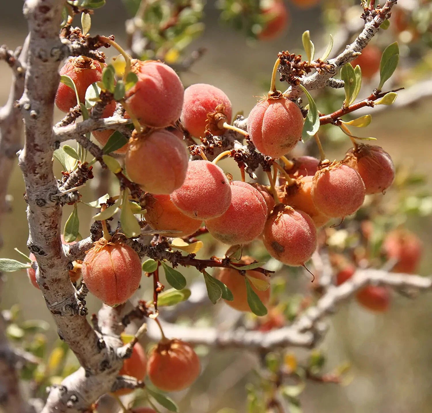 desert plant seeds Desert Peach Bush Seeds - 5 Pack - Prunus andersonii