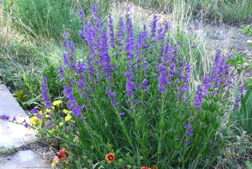 275 Seeds Penstemon Perennial Blue Rocky Mountain, GroCo - Buy 15 - Free Shipping