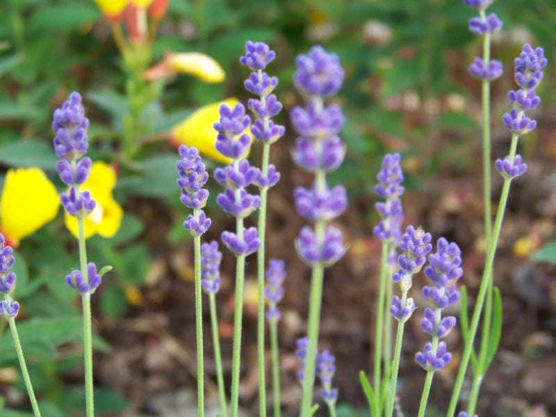 lavender true seeds Lavender Seeds - 175 Count - True English Variety