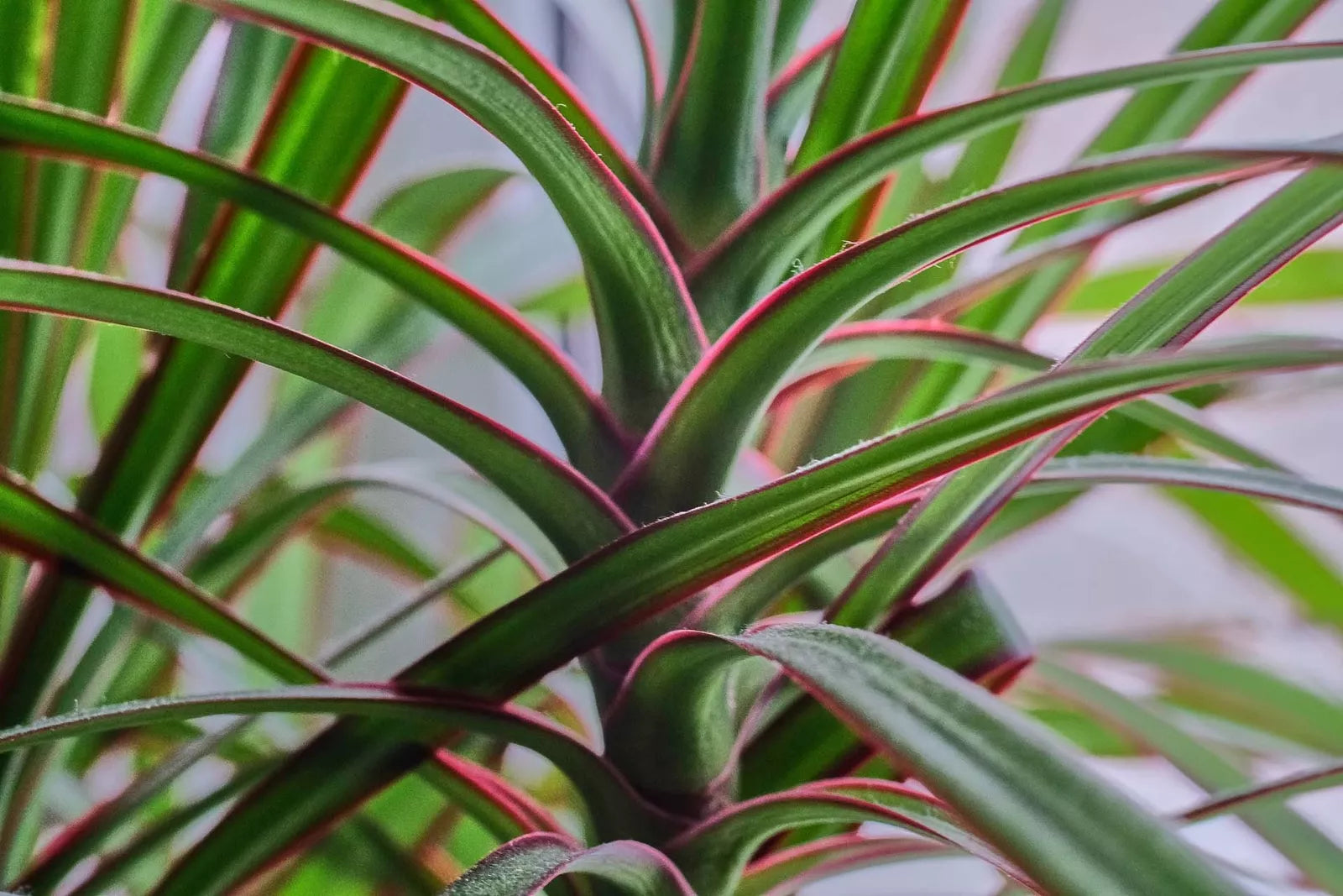 Dracaena Spikes Seeds - 500 Count - Dracaena Sanderiana